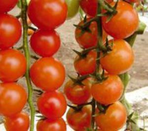 Coop. Coprohnijar contiúa invirtiendo y ampliando su finca experimental