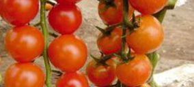 Coop. Coprohnijar contiúa invirtiendo y ampliando su finca experimental