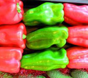 Coop. San Isidro Labrador, de El Ejido, invierte en modernización