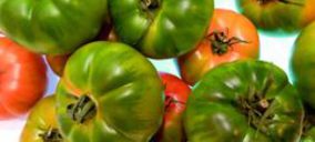 Grupo Paloma mantiene su crecimiento