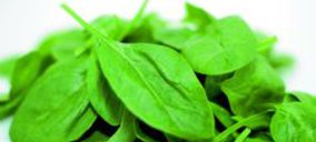 IV Gama: Ahorro de costes pese a la coyuntura