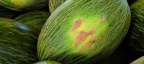 Coop. Fruveg registra incrementos de doble dígito