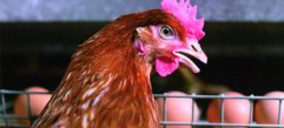 Huevos Ama, nueva inversión este año