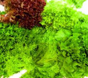 Grupo Hortofrutícola Murciana de Vegetales entra en tomate