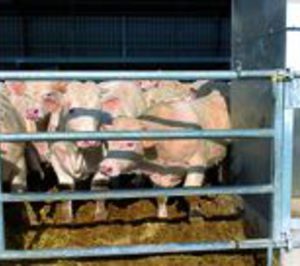 Castellana de Carnes apuesta por la salud con ‘NaturityCLA’