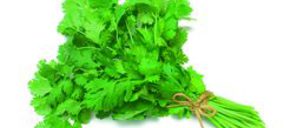 El mercado europeo impulsa a Herbex