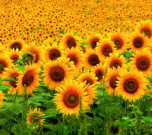 Expectación en el sector agrícola ante los próximos dictámenes europeos en biocombustibles