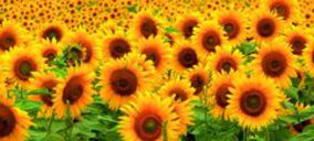 Expectación en el sector agrícola ante los próximos dictámenes europeos en biocombustibles