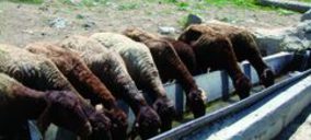 Carne de ovino: Crecer para exportar