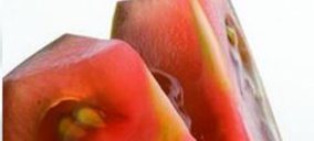 Kumato da nombre a la categoría de tomate negro