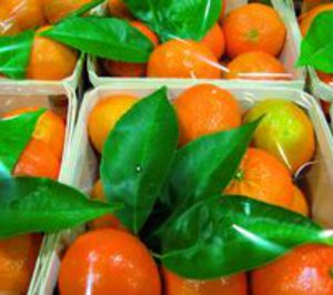 Grup Actel elevará su producción un 25% con los cítricos