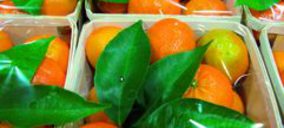 Grup Actel elevará su producción un 25% con los cítricos