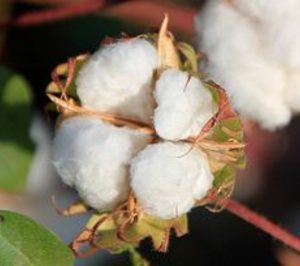 Cotton South estudia su desembarco en el mercado ruso