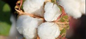 Cotton South estudia su desembarco en el mercado ruso