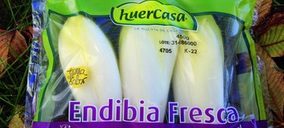 Las endibias de Huercasa se comercializan con el sello Tierra de Sabor