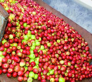 Custom Drinks desarrolla un proyecto de I+D sobre sidra