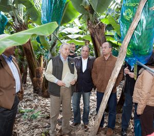 El Gobierno canario concede ayudas al plátano, tomate y miel