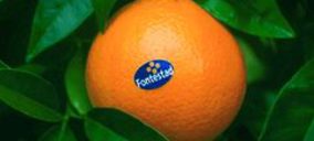 Fontestad culmina la reconstrucción de su sede