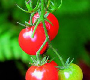 Agroatlas comercializa el cherry de Coop. Casi