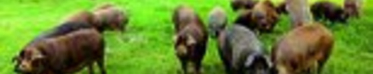 Informe 2014 del sector de carne de porcino