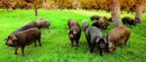 Informe 2014 del sector de carne de porcino