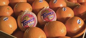 Naranjas Torres trabaja en el cultivo de una nueva clase gourmet