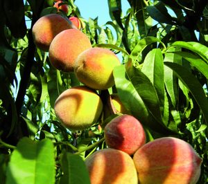Frutas Esther proyecta nuevas inversiones en su central