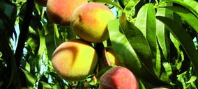 Frutas Esther proyecta nuevas inversiones en su central