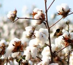 Cotton South continúa invirtiendo mientras proyecta su recuperación