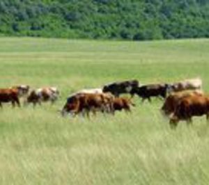 Nace Provacuno, la interprofesional de carne de vacuno