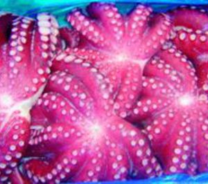 Meripul amplía división para intentar retornar a la senda alcista