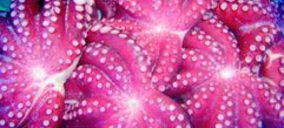 Meripul amplía división para intentar retornar a la senda alcista