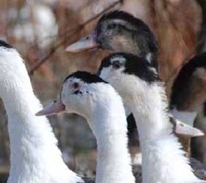 Canard externaliza la gestión de su granja de patos