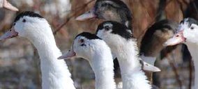 Canard externaliza la gestión de su granja de patos