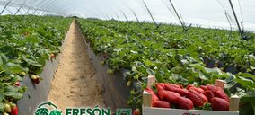 Fresón de Palos iniciará en 2015 la comercialización de Fresón Sostenible