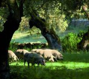 El grupo de ibérico MRD responde a la coyuntura