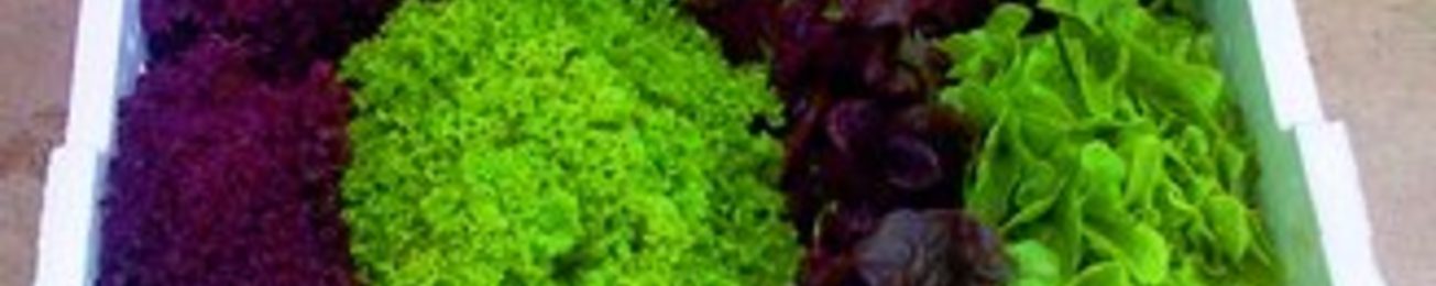 Análisis de las ventajas del EPS en el embalado de productos hortofrutícolas