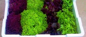 Análisis de las ventajas del EPS en el embalado de productos hortofrutícolas