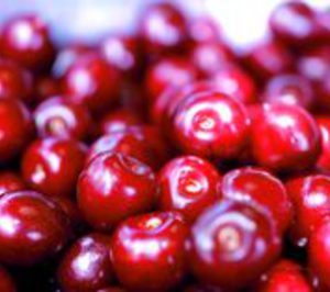 La campaña de cerezas del Valle del Jerte incrementa su producción un 15%