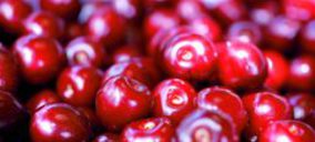 La campaña de cerezas del Valle del Jerte incrementa su producción un 15%