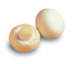 Champiñones Cumar amplía superficie de almacenaje y eleva ventas