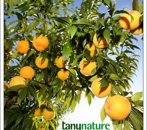 Grupo Naranjo mejoró sus ventas en 2013