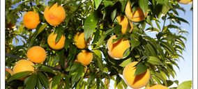 Grupo Naranjo mejoró sus ventas en 2013