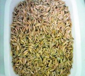 Itene participa en el proyecto Funkfibre