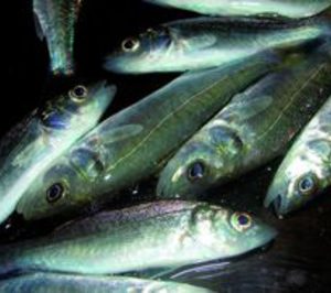 La Secretaría de Pesca del Magrama presenta el Plan Acuícola 2014-2020