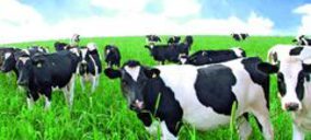 Europa protege al sector lácteo del veto ruso
