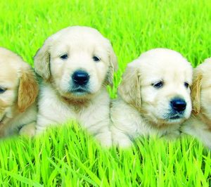 Los petfood encuentran la vía online
