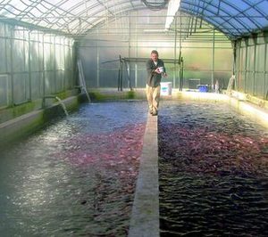 Granjas Piscícolas duplica su producción de tilapia