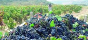 El Gobierno aprueba nuevas normas de regulación de la oferta de vino