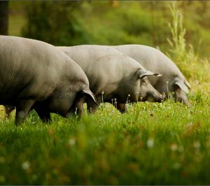 Industrias Reunidas de Jabugo conforma negocio propio